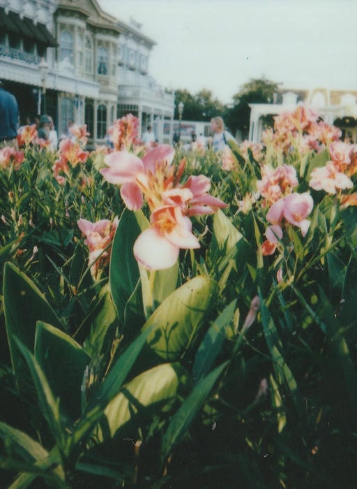 flowers